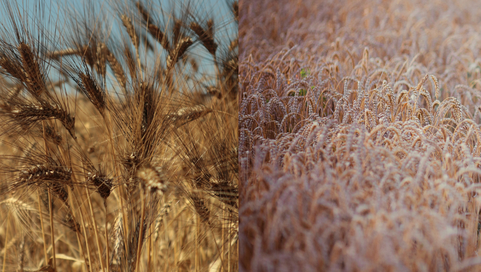 Grano Antico VS Grano Moderno: scopri le differenze