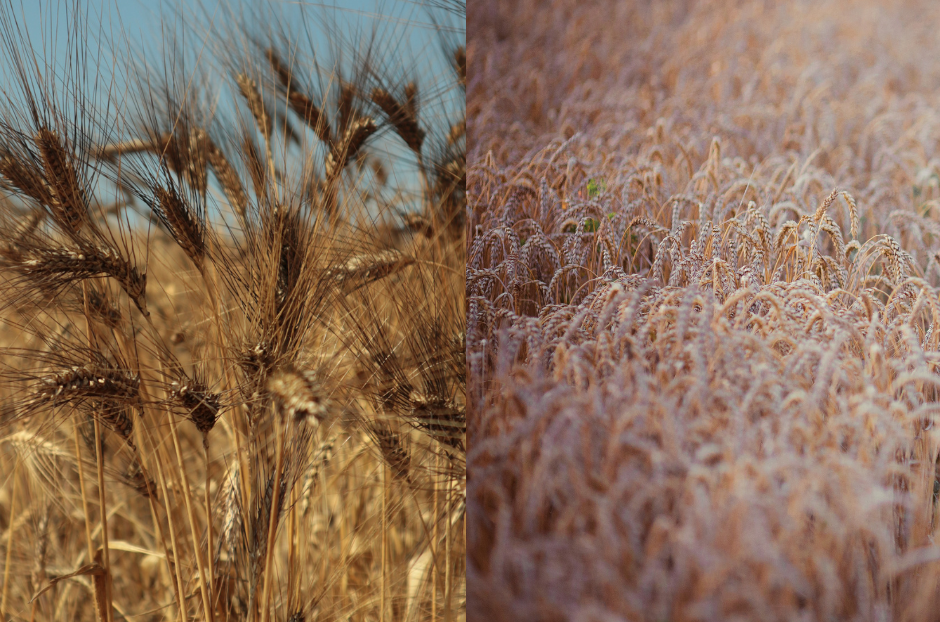 Grano Antico VS Grano Moderno: scopri le differenze