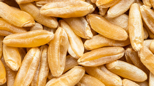 Efficacia di una sostituzione a base di grano Khorasan sui sintomi dolorosi e sulla qualità della vita nei pazienti con fibromialgia