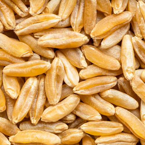 Efficacia di una sostituzione a base di grano Khorasan sui sintomi dolorosi e sulla qualità della vita nei pazienti con fibromialgia